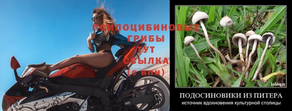 прущие крисы Алзамай